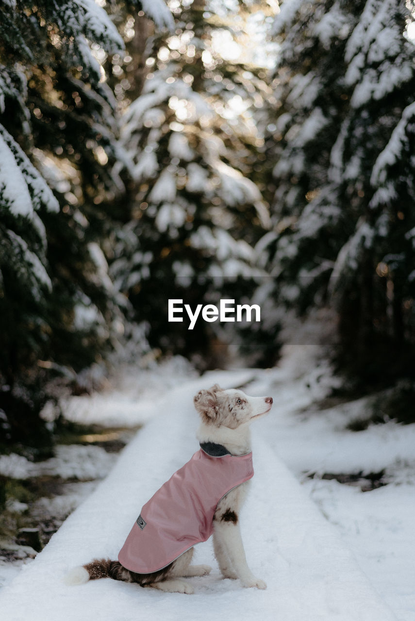 Border collie puppy with snow jacket