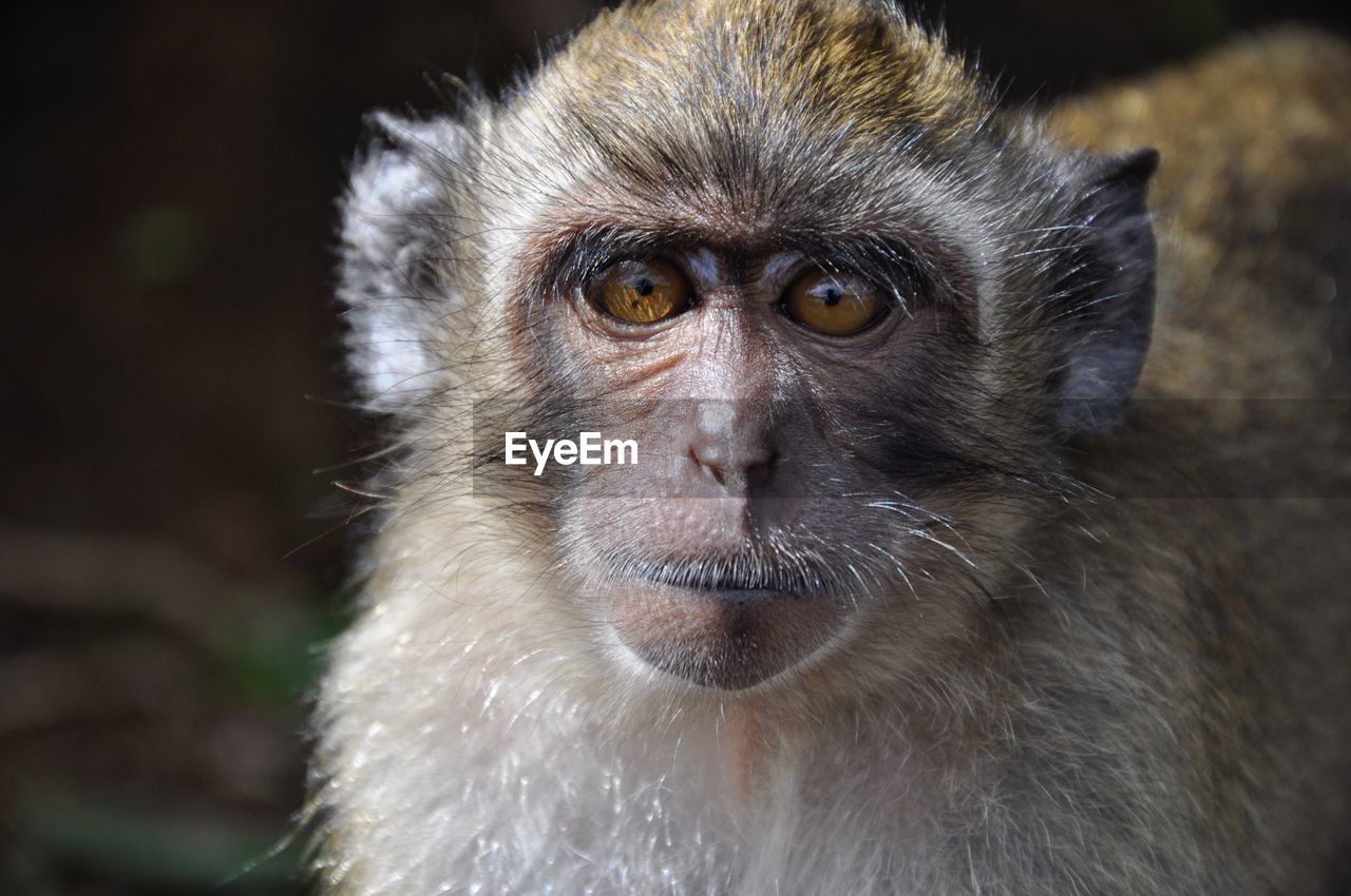 CLOSE-UP OF A MONKEY