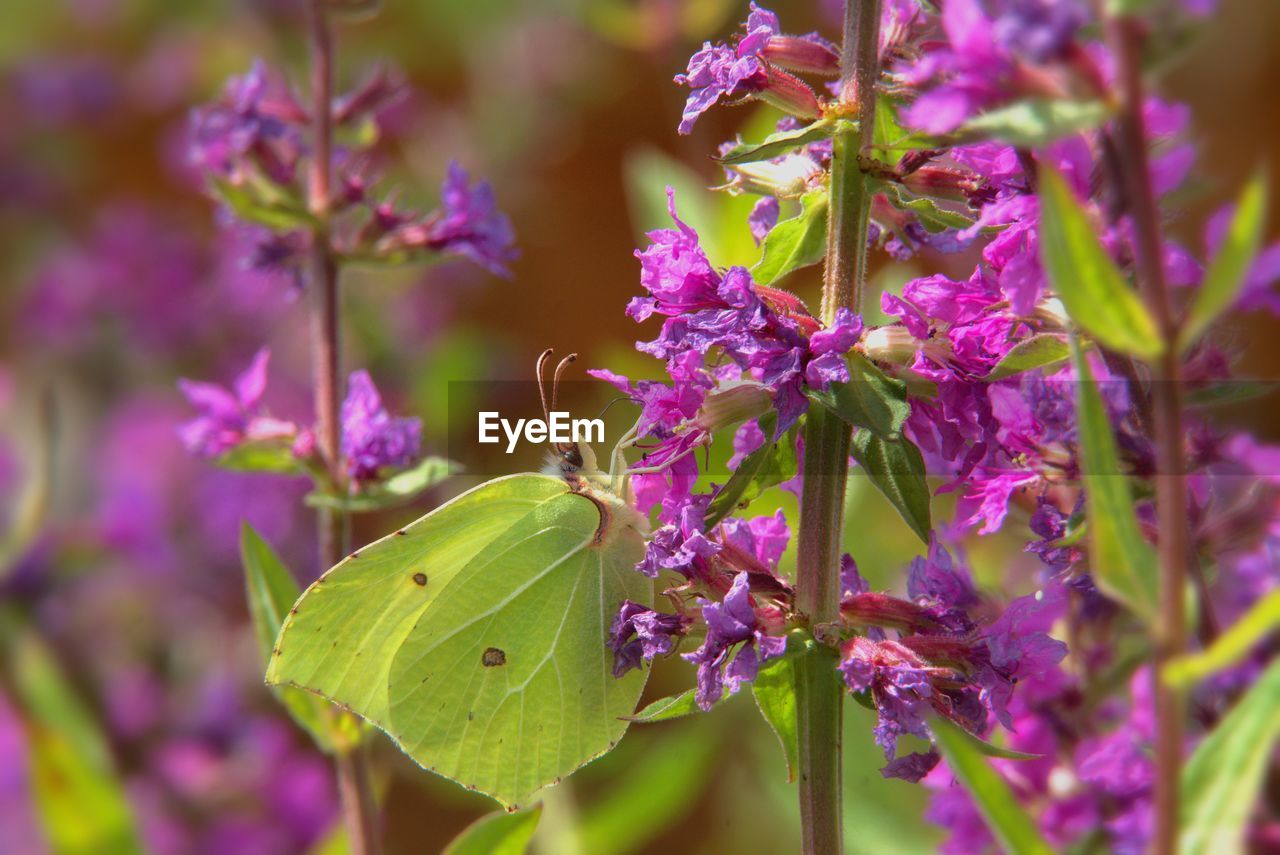 CLOSE-UP OF BUTTERFLY ON PURPLE FLOWERING PLANT