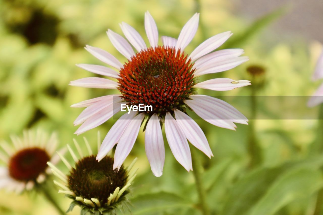 Close-up of purple flowering plant