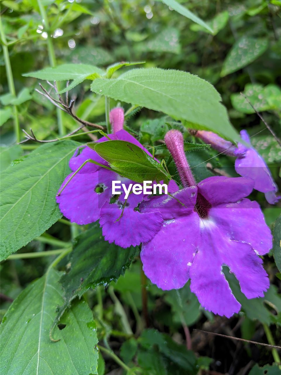 CLOSE-UP OF PURPLE FLOWERING PLANT IN BLOOM