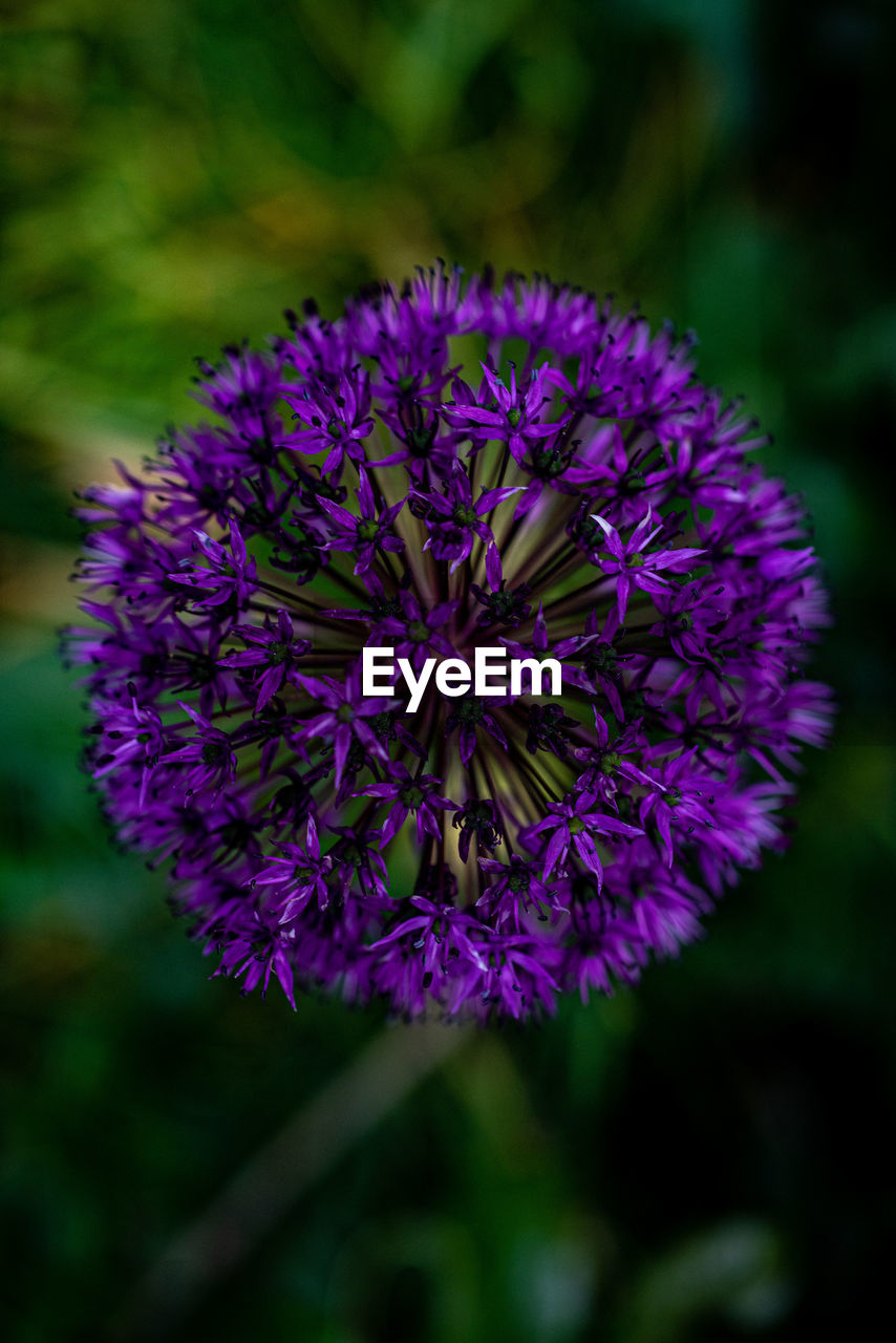 CLOSE-UP OF PURPLE FLOWER