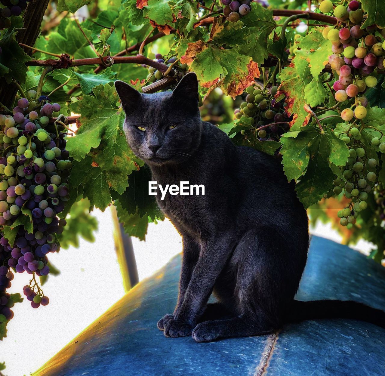 BLACK CAT SITTING ON A FLOWER