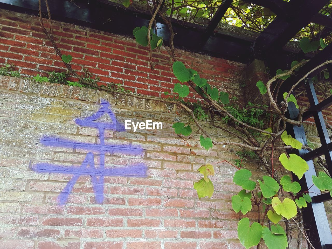 IVY GROWING ON WALL