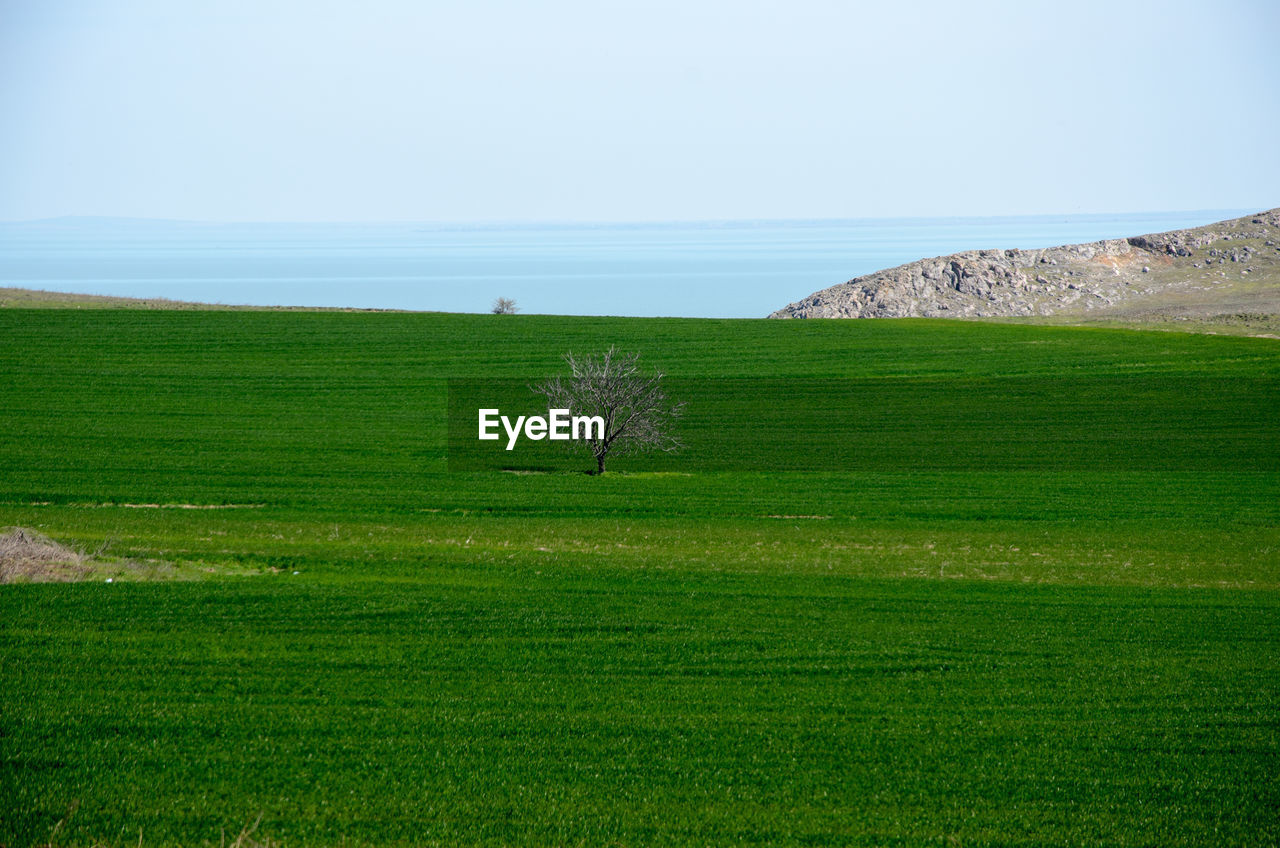 Single tree on green field