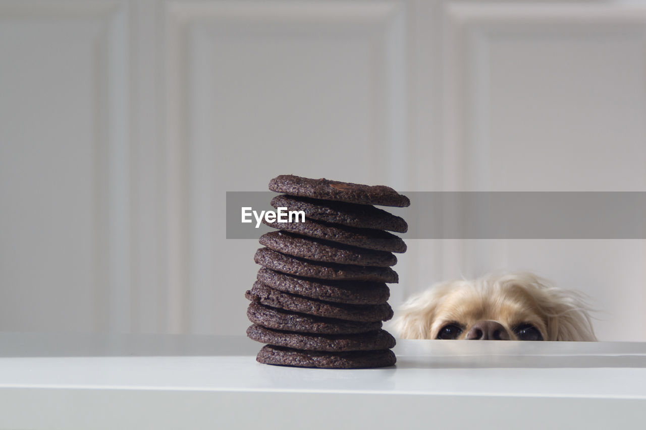 Dog staring at a pile of cookies