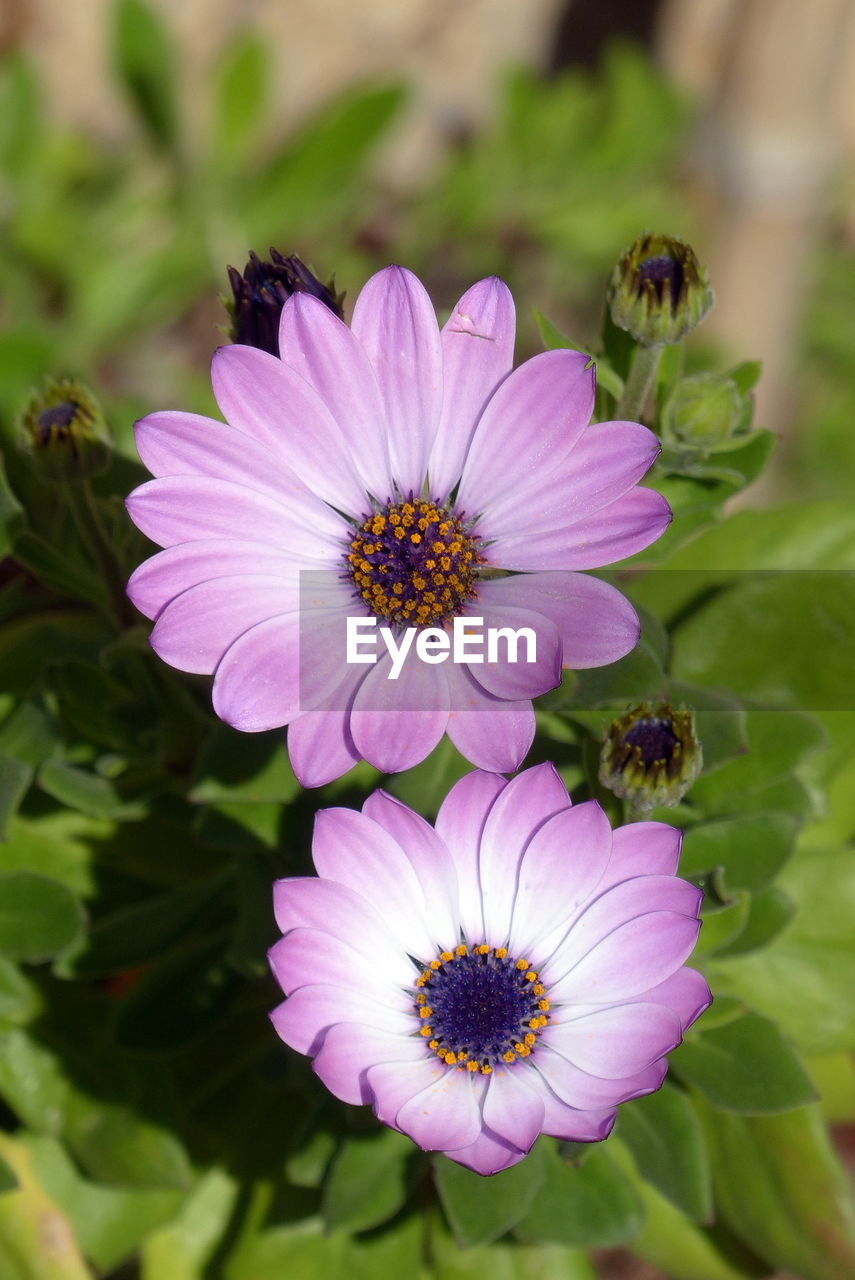 CLOSE-UP OF OSTEOSPERMUM BLOOMING OUTDOORS