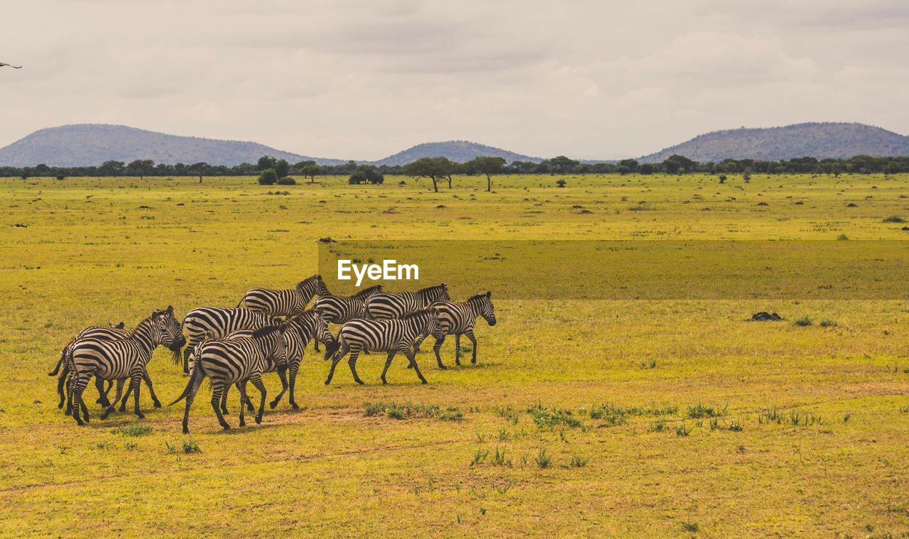 Zebras walking on field against sky
