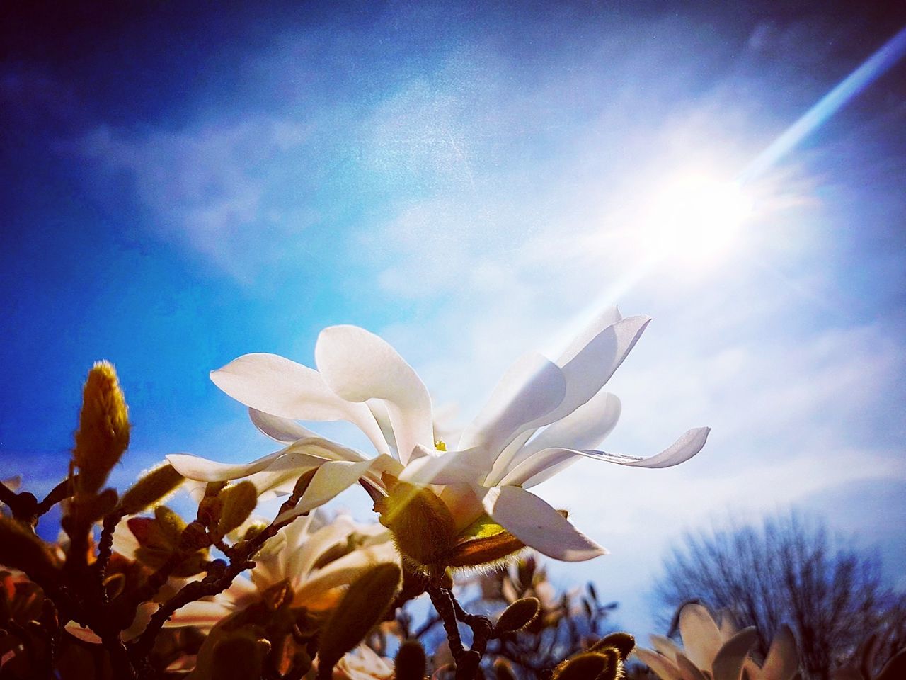 CLOSE-UP OF FLOWER TREE AGAINST SKY