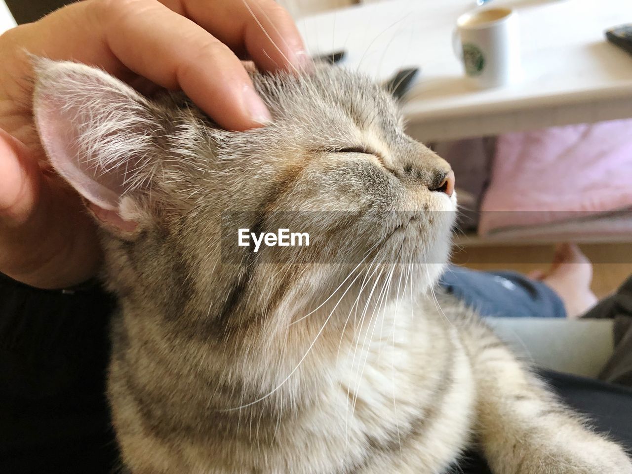 CLOSE-UP OF A HAND HOLDING CAT