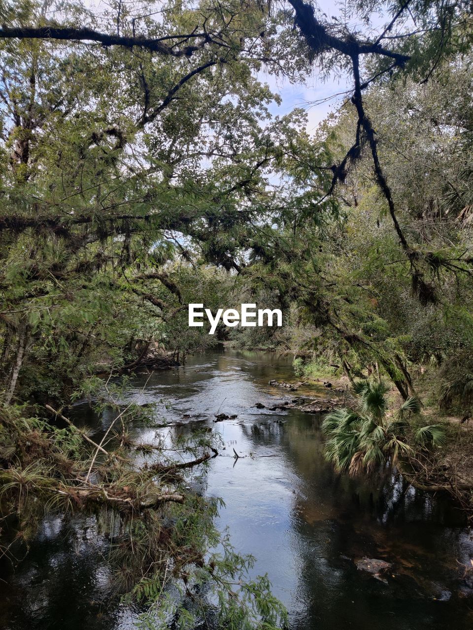 RIVER FLOWING AMIDST TREES IN FOREST
