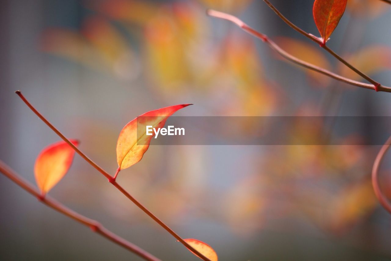 Close-up of plants during autumn