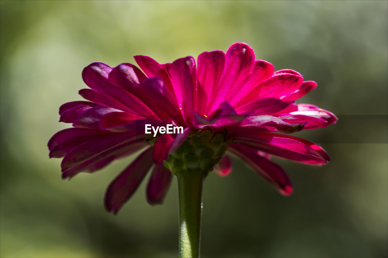 Close-up of pink flower