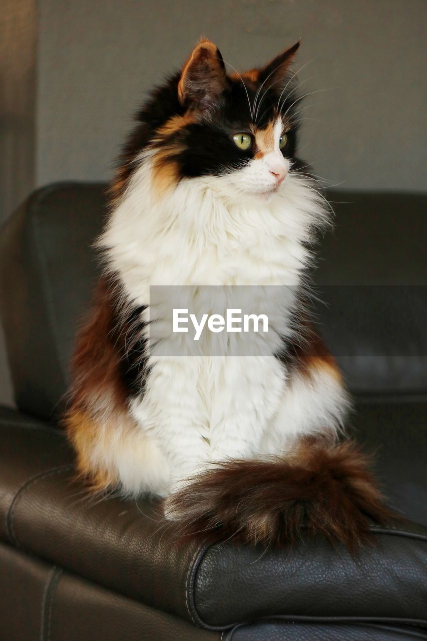 Close-up of cat sitting on sofa