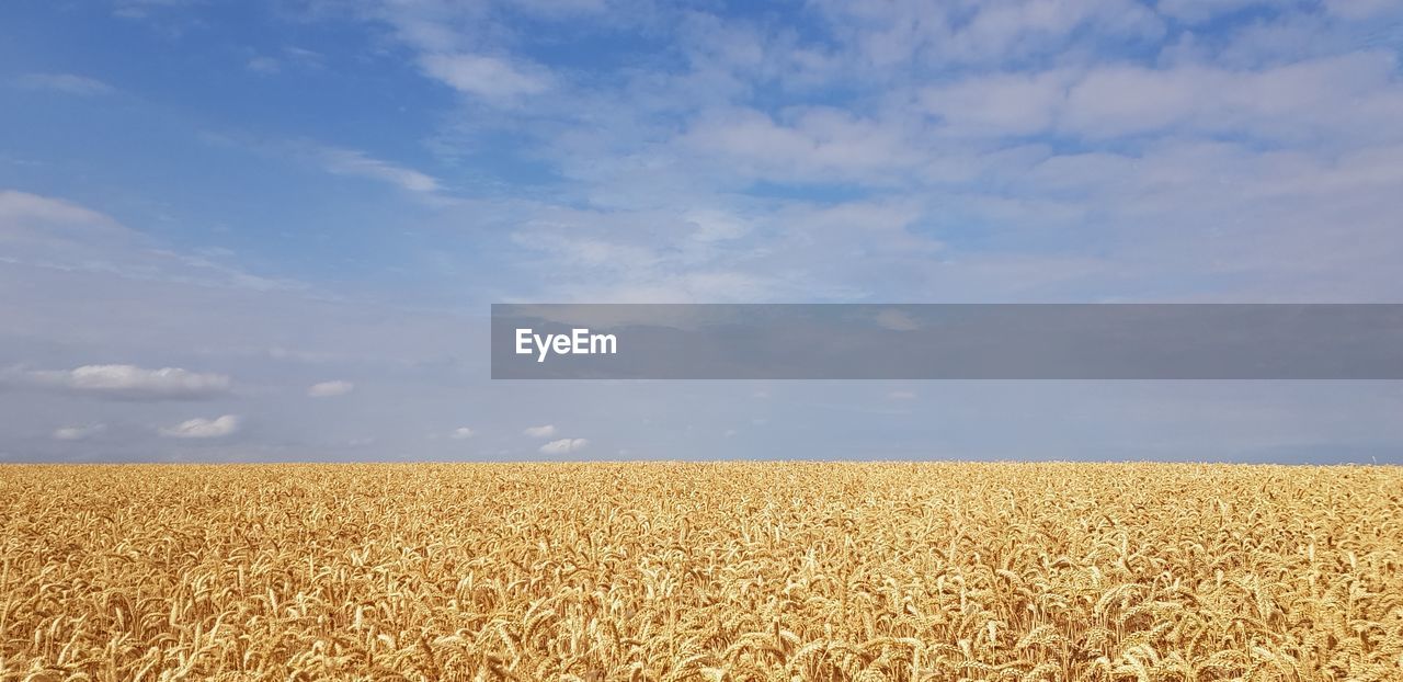 food, sky, landscape, agriculture, land, cloud, crop, field, cereal plant, environment, rural scene, nature, plant, wheat, growth, horizon, beauty in nature, scenics - nature, plain, prairie, tranquility, tranquil scene, produce, food grain, grassland, day, farm, horizon over land, no people, corn, soil, idyllic, summer, barley, outdoors, urban skyline, rural area, blue, harvesting