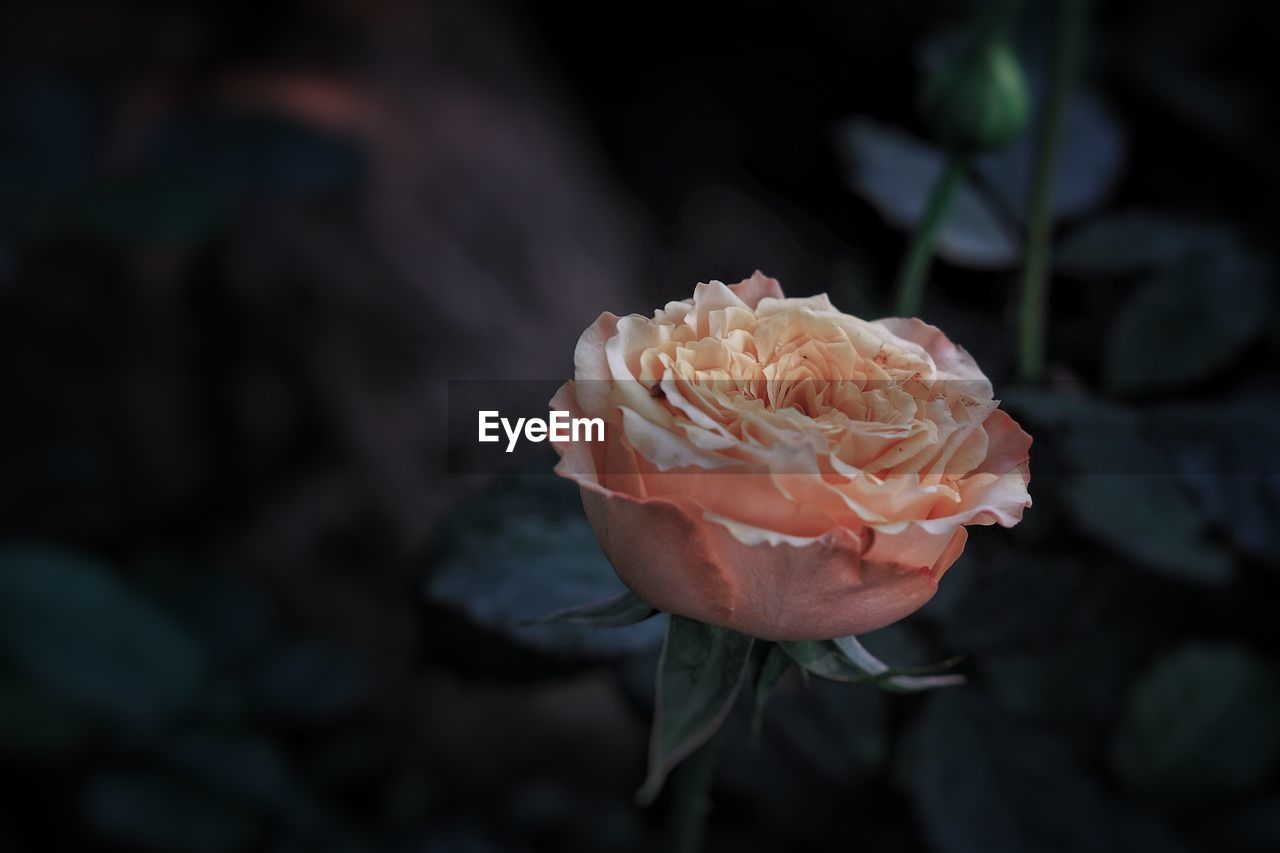 Close-up of pink rose