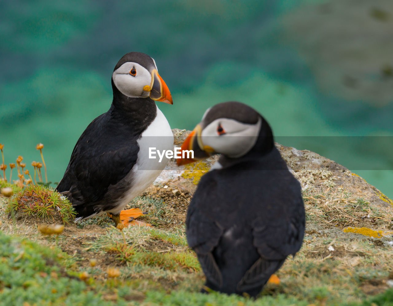 Puffins at saltee island, wexford, ireland