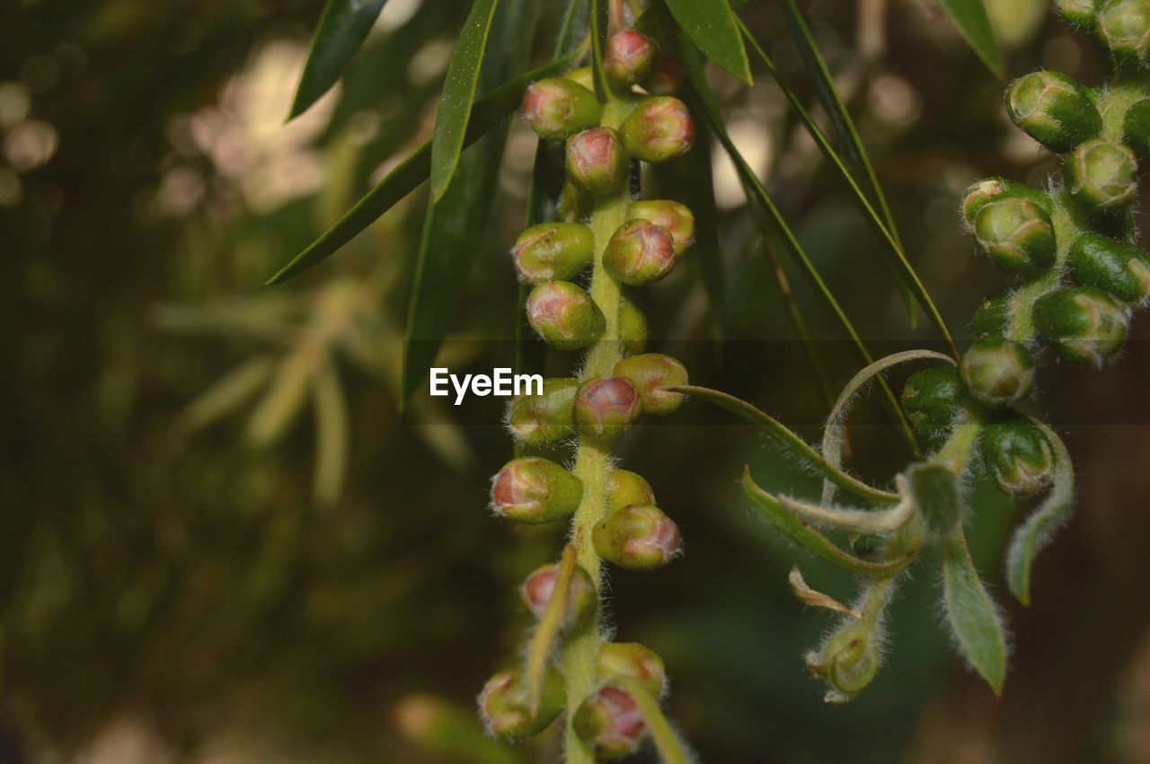 CLOSE-UP OF BERRIES GROWING ON TREE