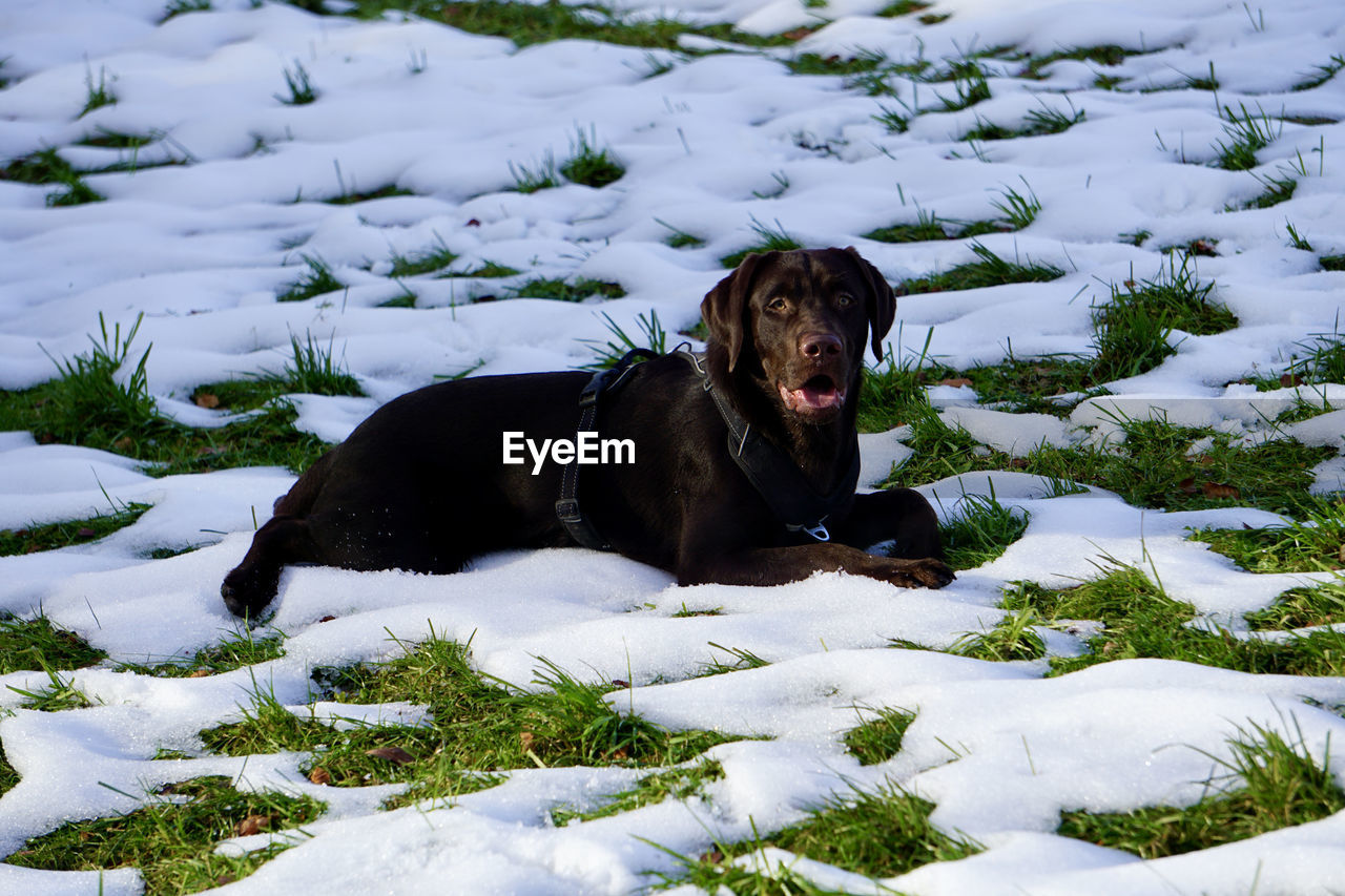 Labrador snow fun