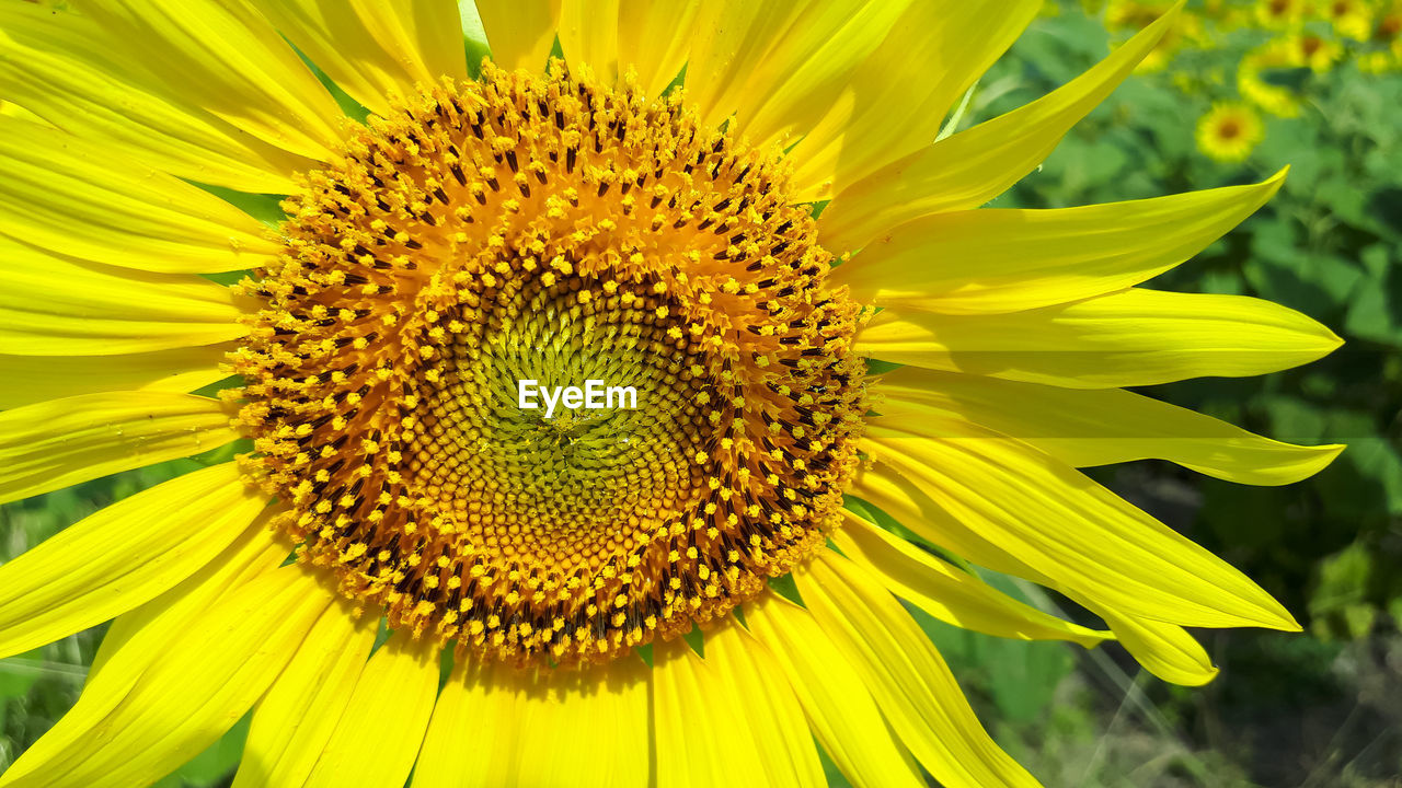 Close-up of sunflower