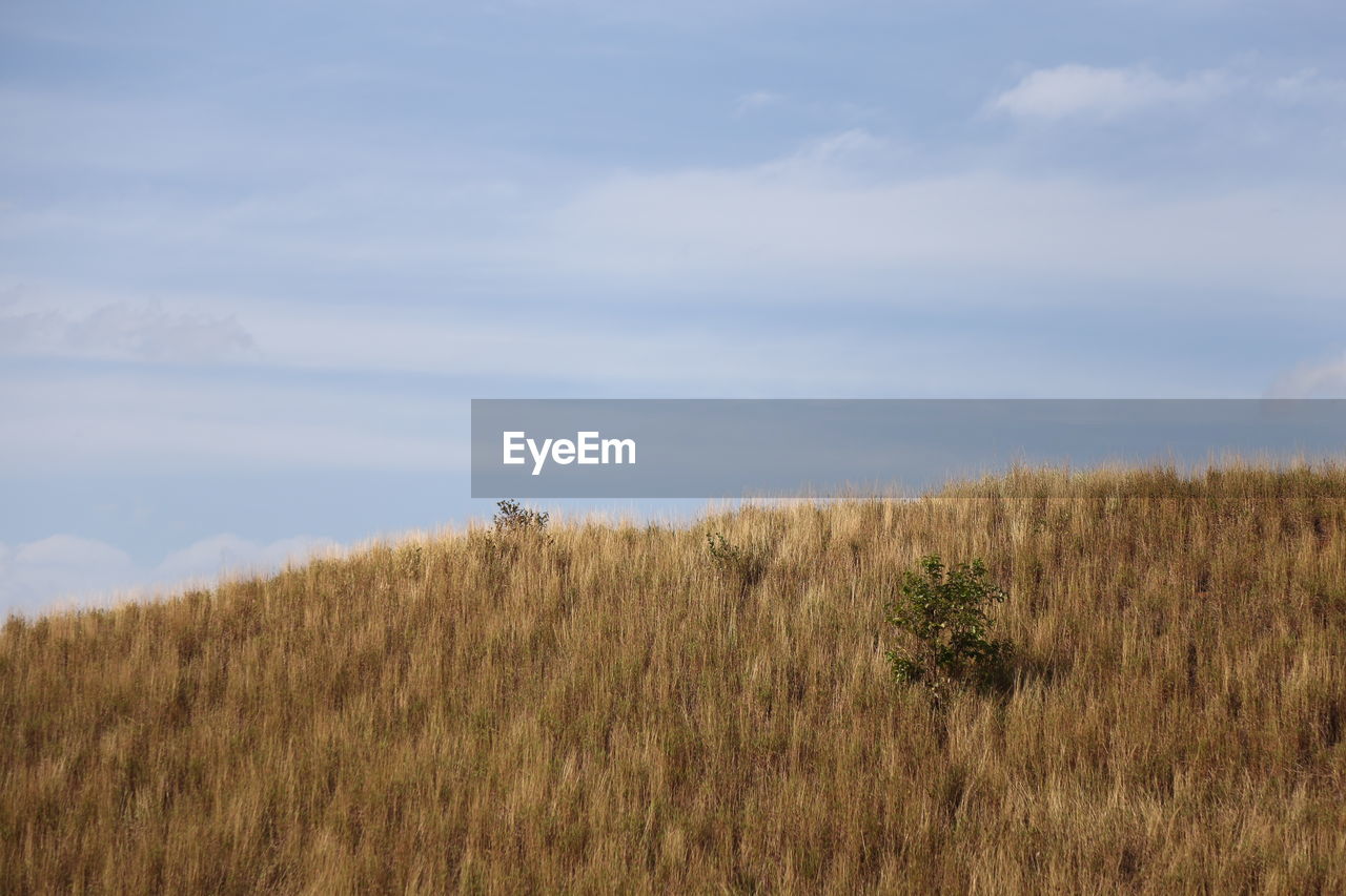 natural environment, plant, sky, land, cloud, grass, beauty in nature, tranquility, prairie, grassland, nature, tranquil scene, scenics - nature, growth, landscape, field, steppe, horizon, no people, day, hill, environment, rural area, non-urban scene, plain, wilderness, marsh, outdoors, tree, wetland, agriculture, meadow, idyllic