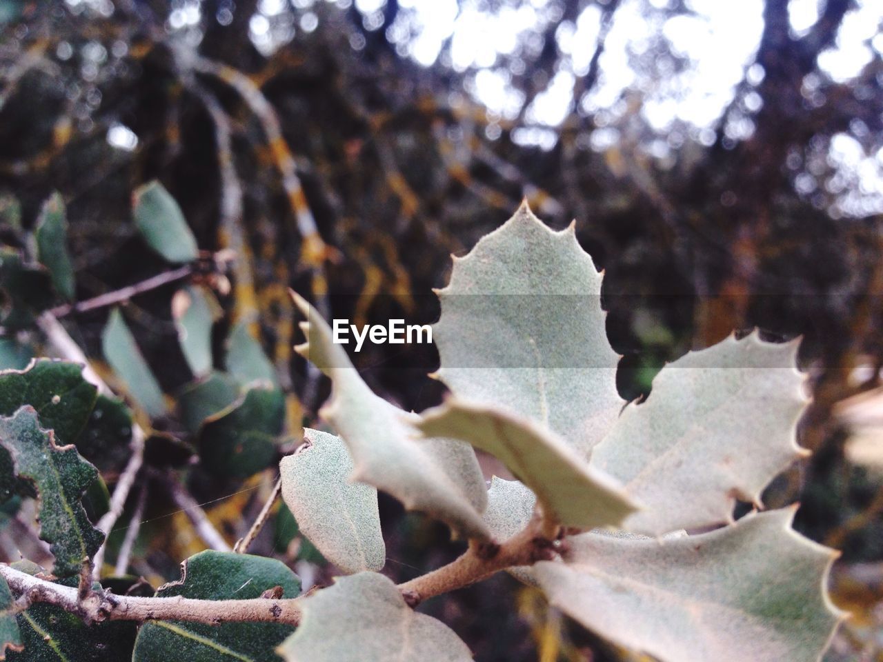 Close-up of plant