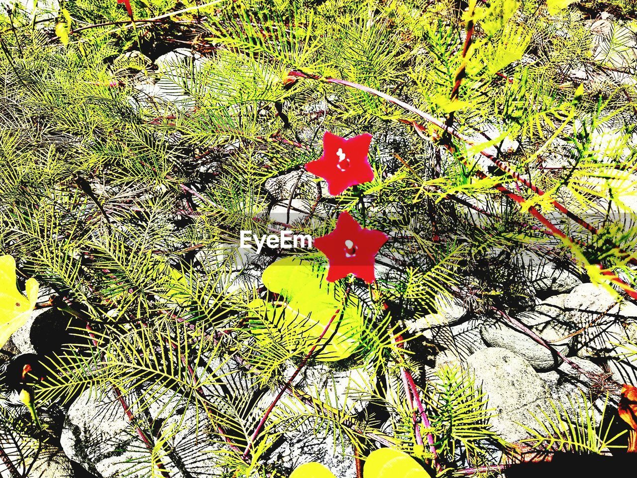 HIGH ANGLE VIEW OF RED LEAVES ON TREE