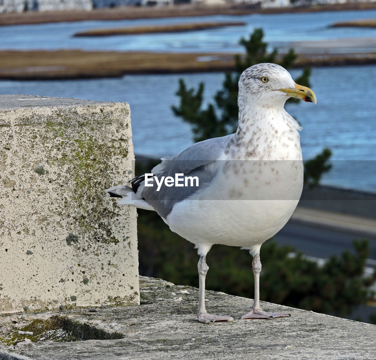 Close-up of birds in water