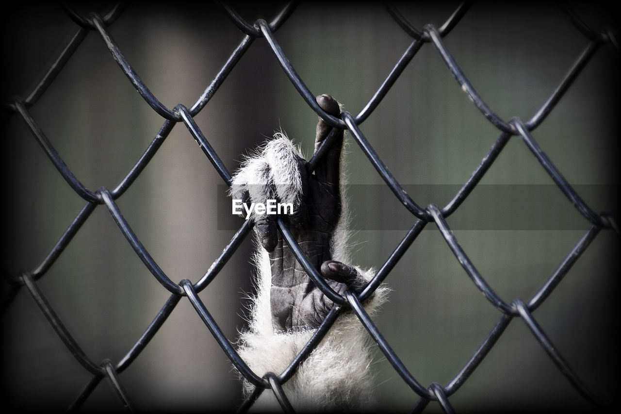 Close-up of monkey holding chainlink fence at zoo