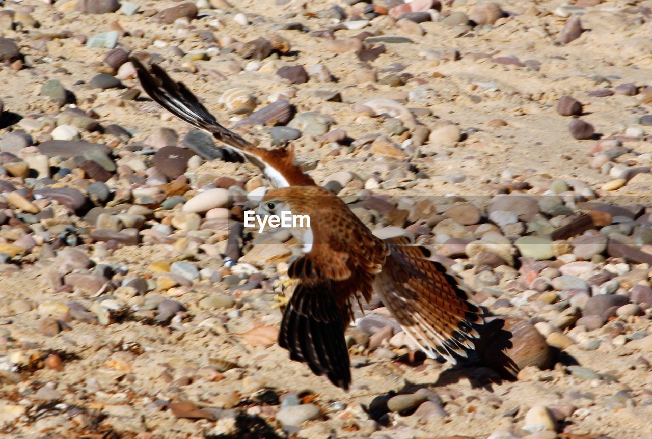 CLOSE-UP OF BIRD PERCHING