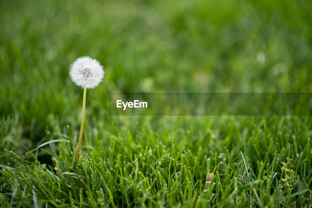 CLOSE-UP OF WHITE DANDELION FLOWER ON FIELD