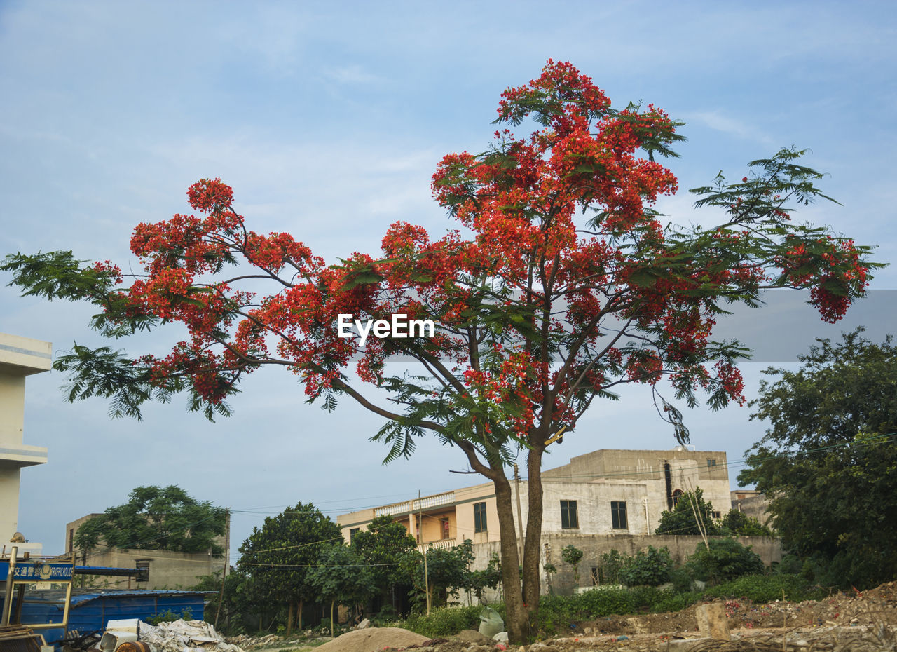 LOW ANGLE VIEW OF TREE BY HOUSES AGAINST SKY