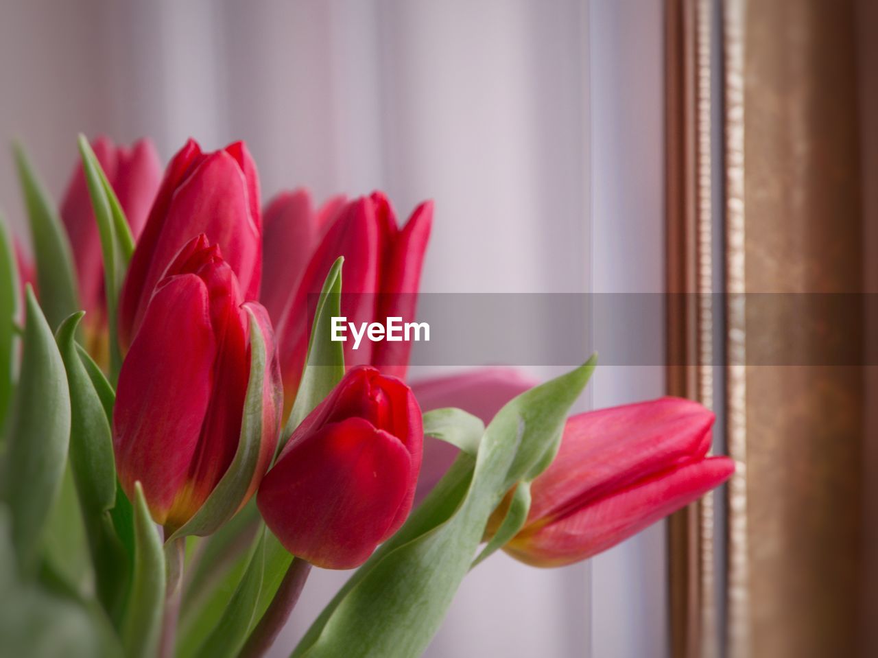 Close-up of red tulip flowers at home