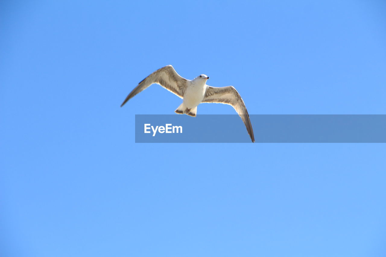Low angle view of seagull flying against clear sky