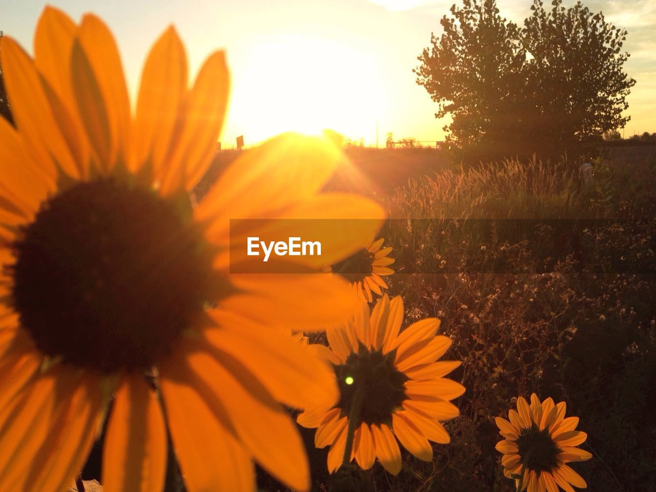 Close-up of flower blooming on field at sunrise