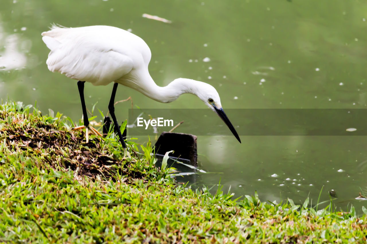 WHITE DUCK ON A WATER