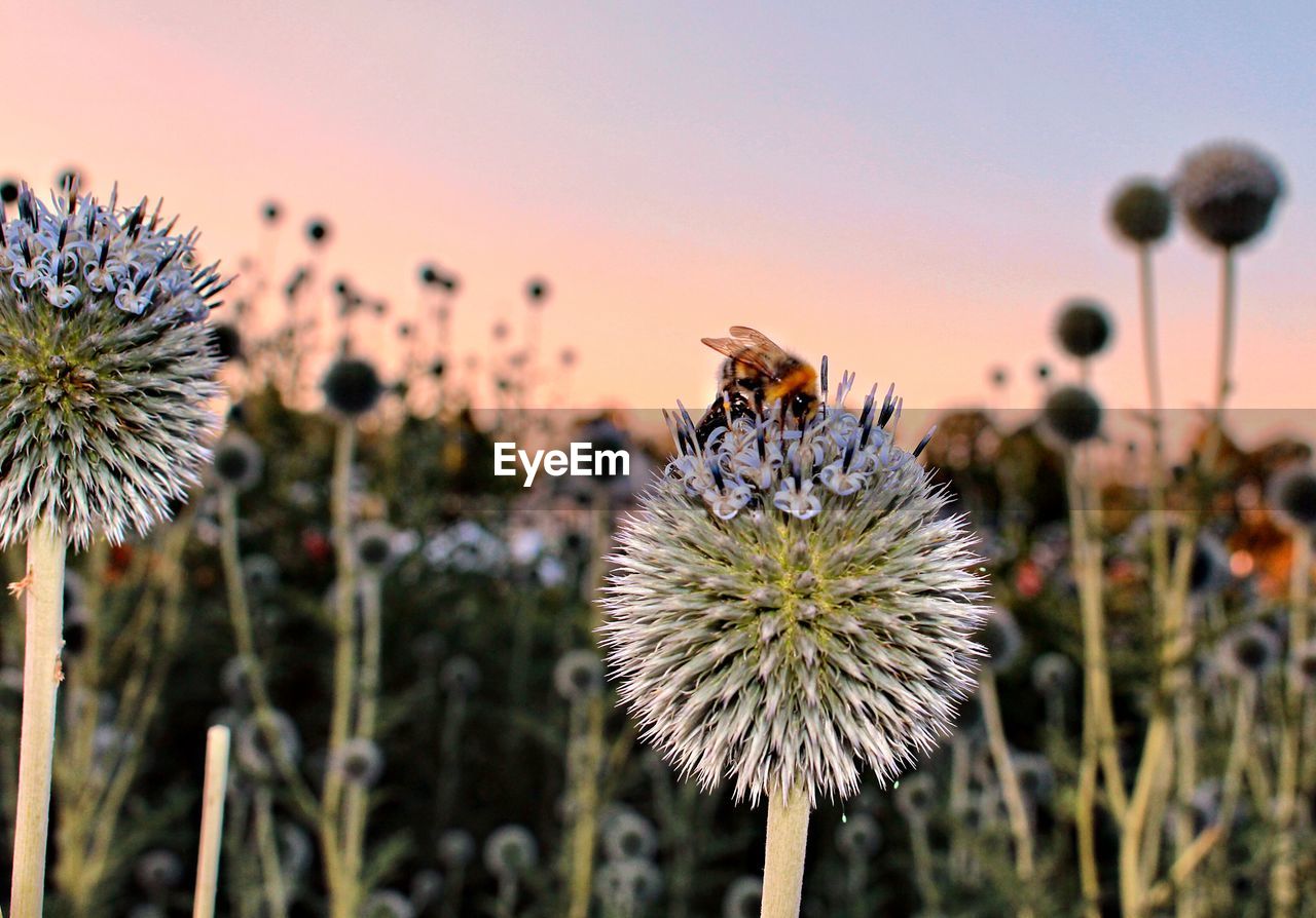 CLOSE-UP OF BEE POLLINATING ON FLOWERING PLANT