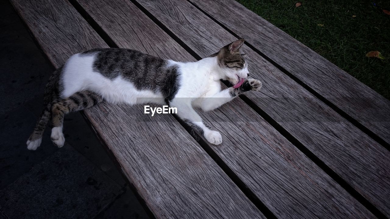 CLOSE-UP OF CAT LYING ON WOOD