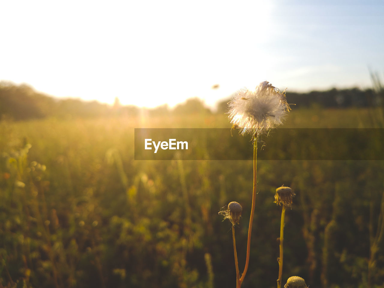 Close-up of dandelion on field against sky