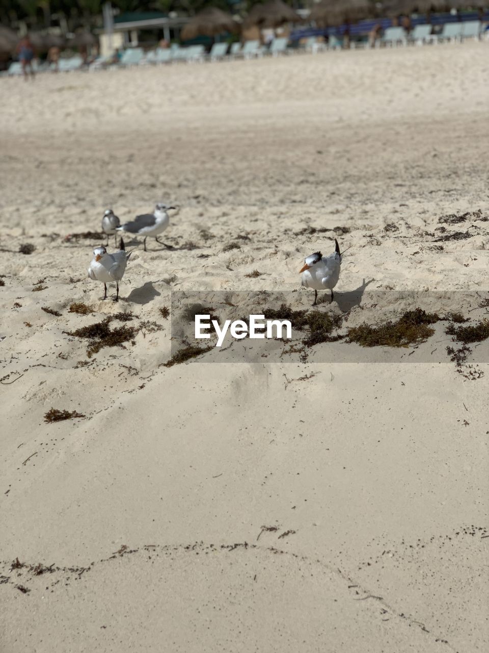 SEAGULLS PERCHING ON A BEACH
