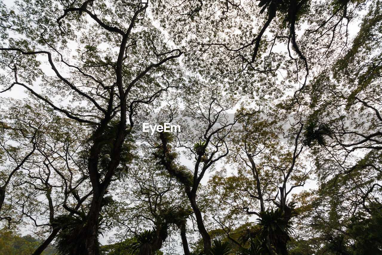 LOW ANGLE VIEW OF TREE AGAINST SKY