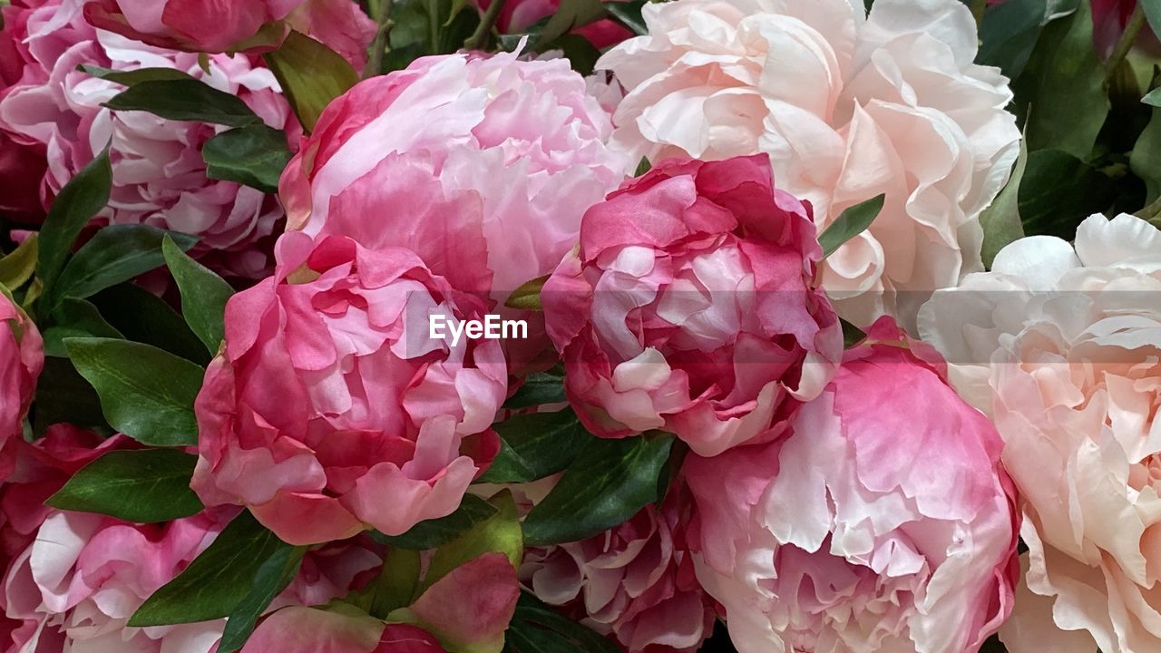 CLOSE-UP OF PINK ROSES ON PLANT