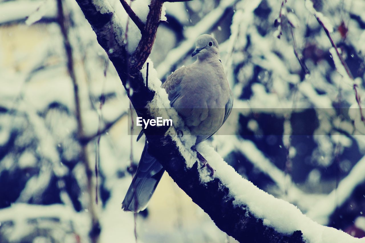 Low angle view of bird on frozen tree