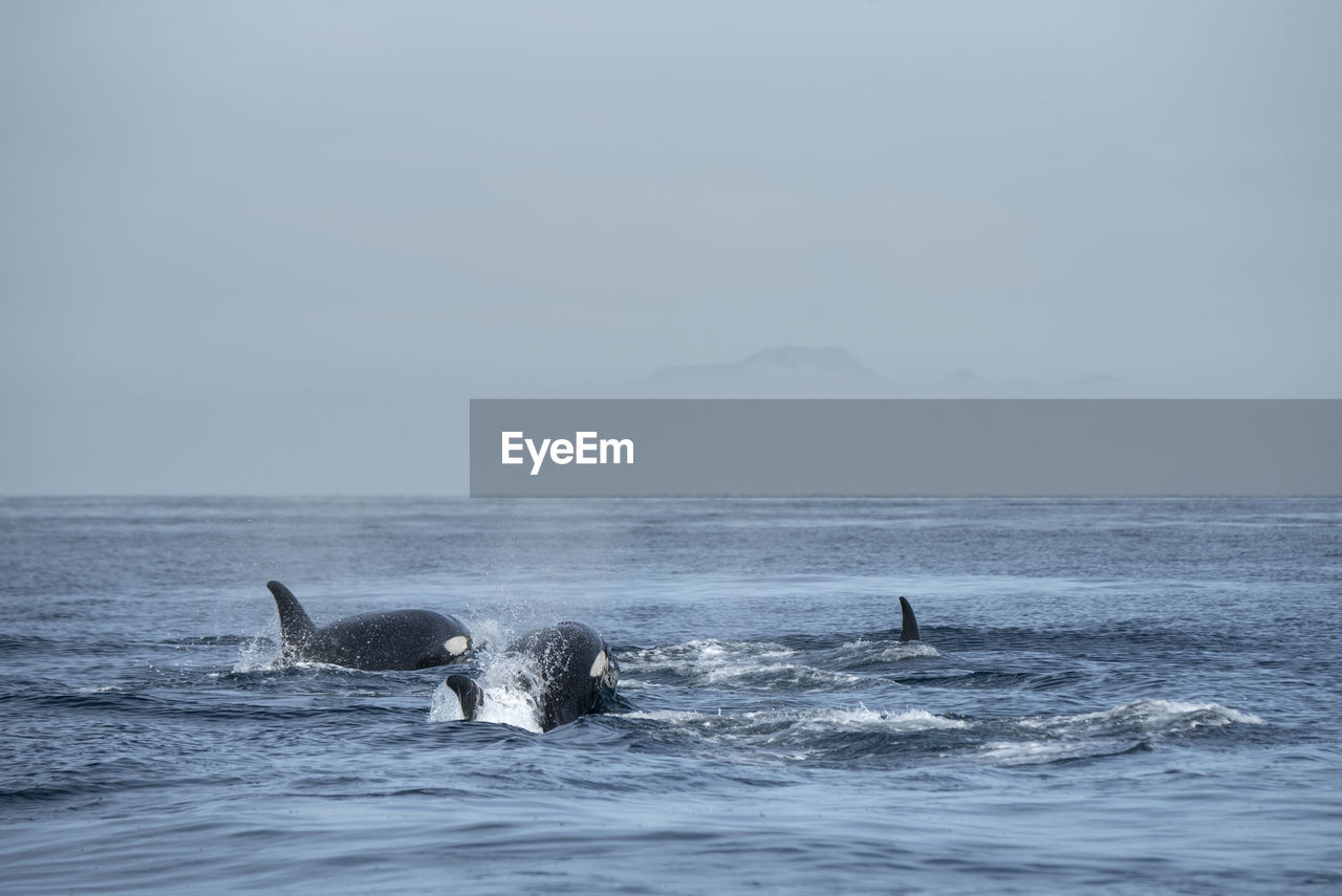 A group of orcas swimming near espiritu santo island.