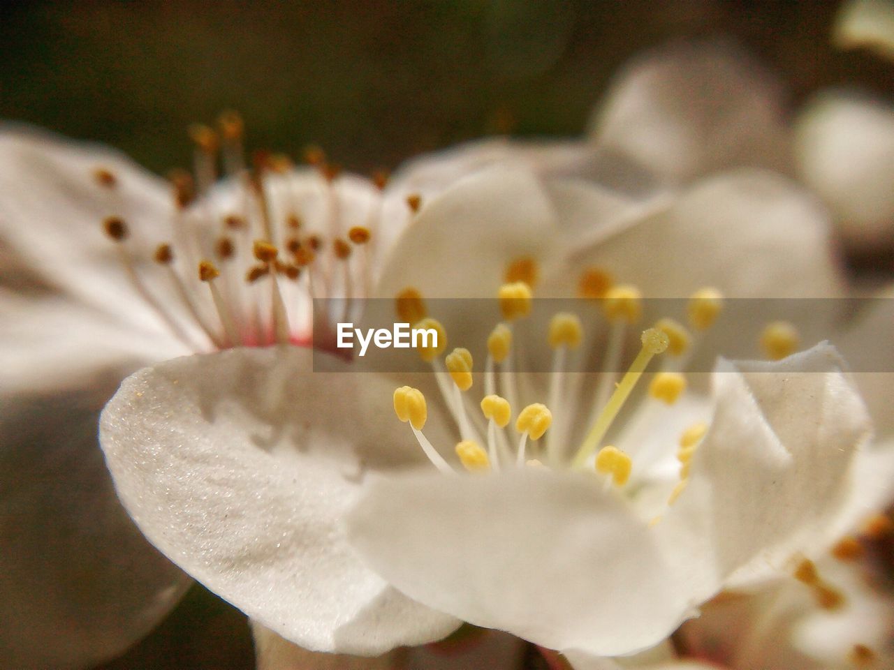 Close-up of white flowers