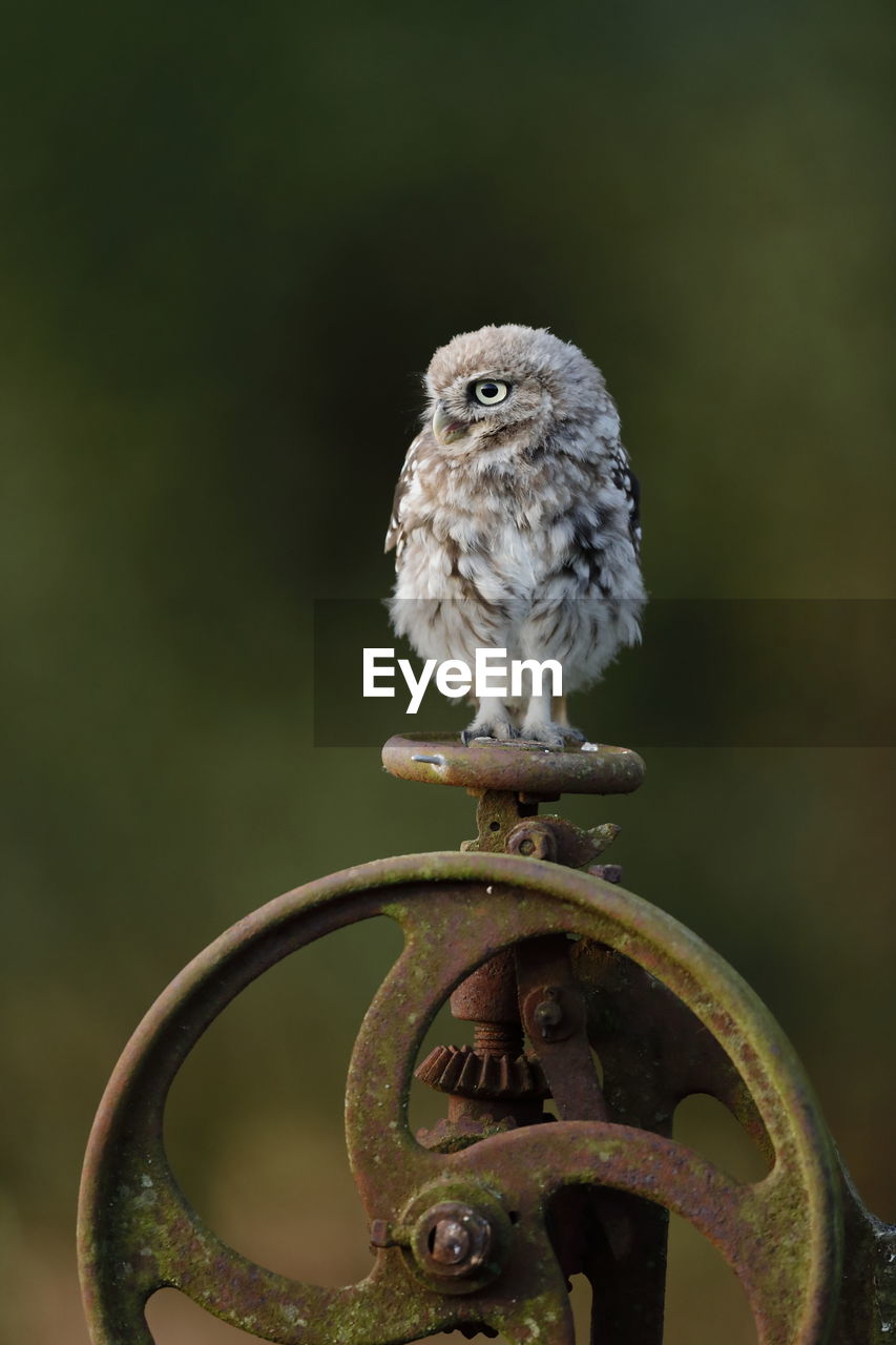 A little owl on a valve wheel