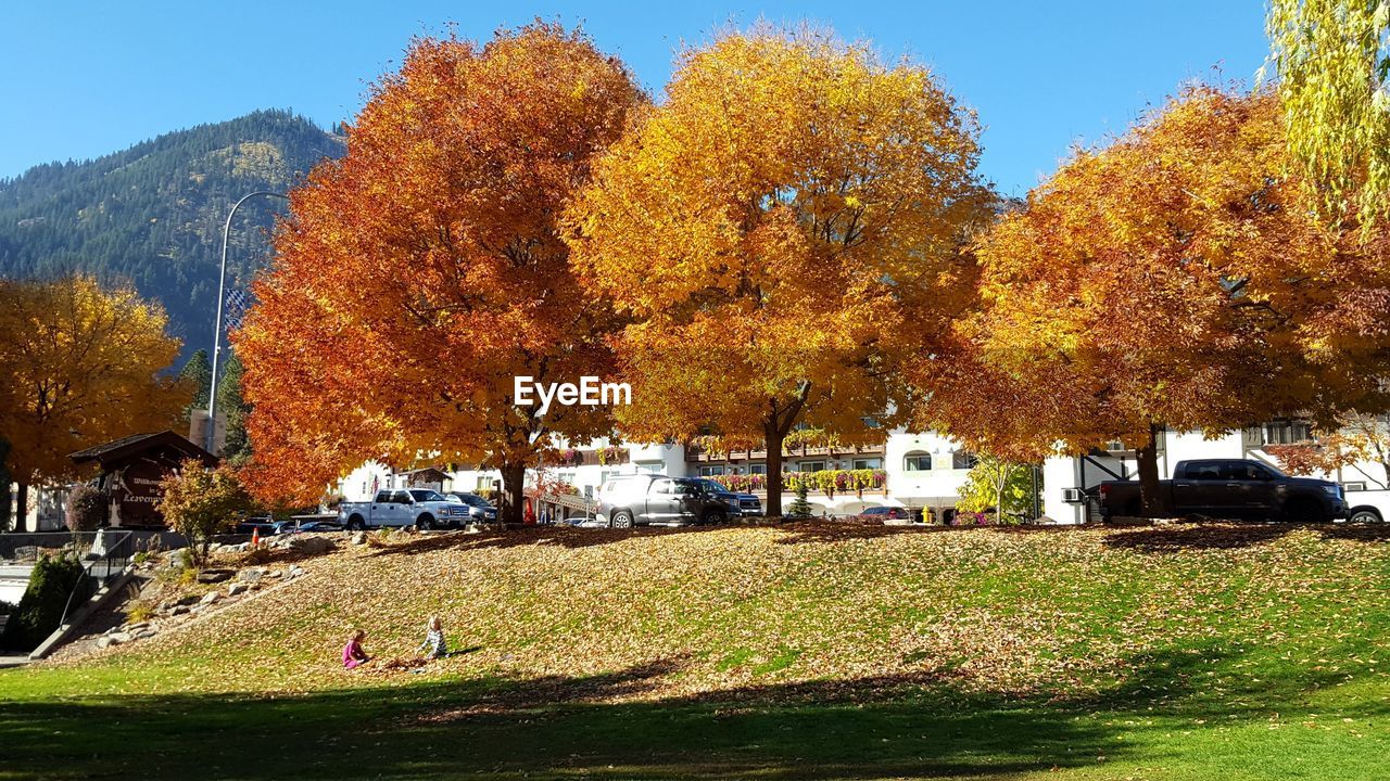 TREES ON FIELD AGAINST SKY