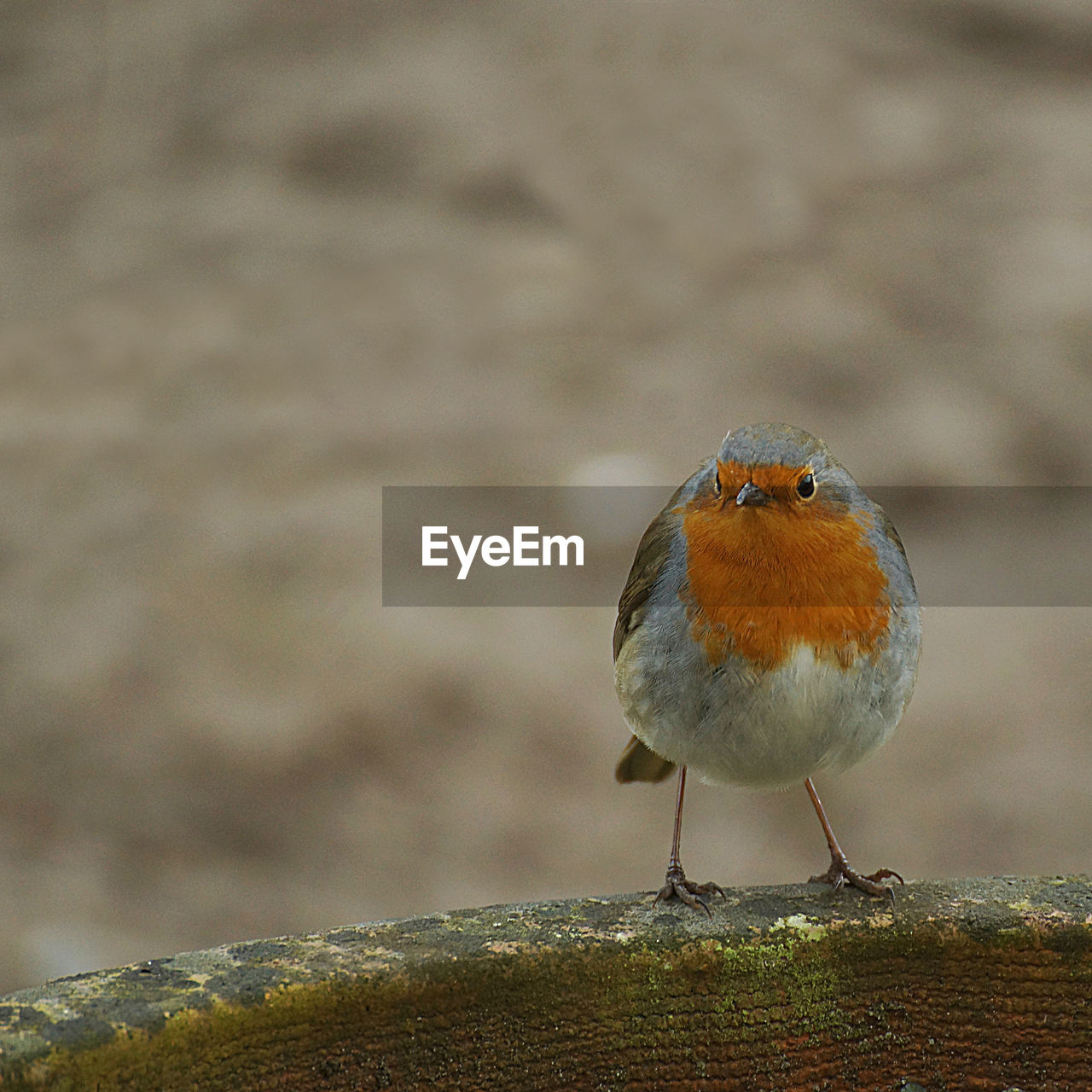 Close-up of bird perching on rock