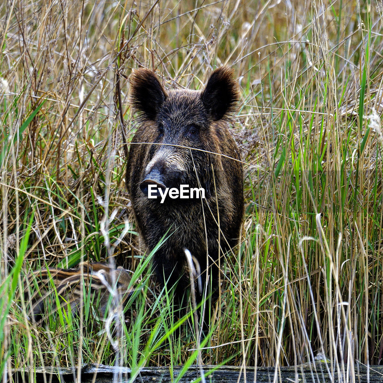 animal themes, animal, mammal, animal wildlife, one animal, wildlife, grass, plant, no people, nature, day, portrait, outdoors, looking at camera, bear, boar, field, land, grizzly bear