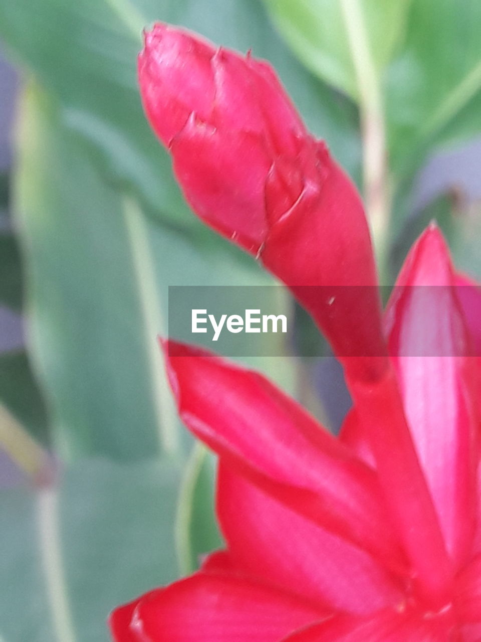 CLOSE-UP OF PINK FLOWER BLOOMING